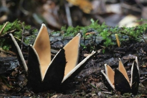 盘点世界上十种最奇特的蘑菇