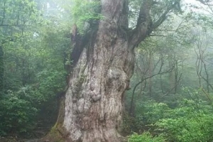 世界上的十大古树