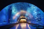 日本最值得去的十大水族馆