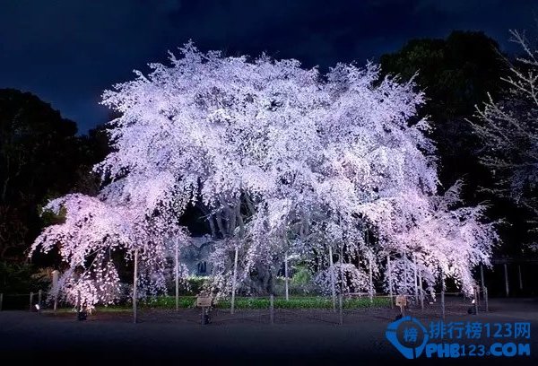 2016日本全国赏樱名所TOP10