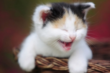 世界上最贵的猫排名：草原猫一只2万美元
