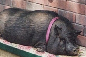 世界上十种最具特色的猪  最大的猪重达1800斤