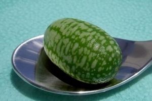 世界上最小的西瓜图片 一个勺子能装好几个
