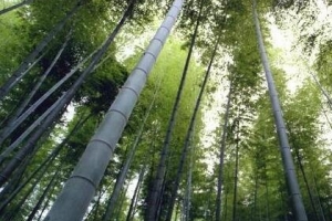 世界上最大的竹子 西双版纳巨龙竹(直径长达30多米)