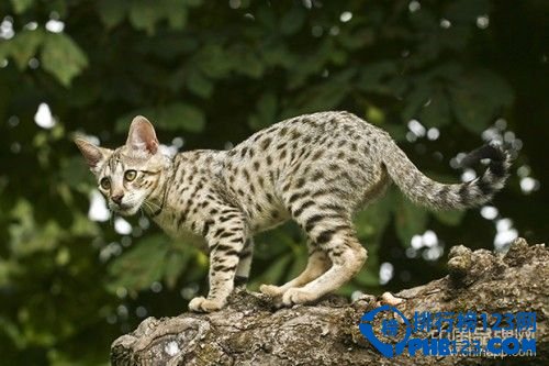 【世界上最名贵的猫】世界十大名贵猫排行和价格_排行榜123网