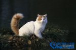 世界十大名贵猫排行：泰国御猫上榜 第3看起来像精灵