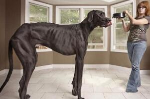 世界上最大的狗，英國大喬治(高2.2米/重111斤)