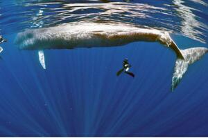 世界上最大的鲸鱼：蓝鲸舌头重两吨能站50人(长度33.5米/重达181吨)