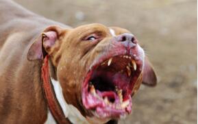 世界上最能打的狗：比特犬咬趴藏獒