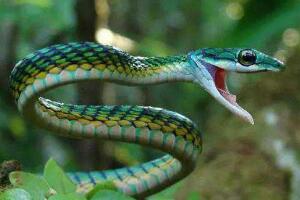 世界上有多少种毒蛇,共600余种(其中195种致命）