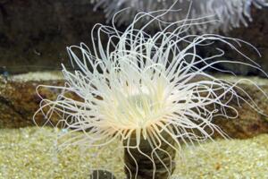 世界上毒性最强的动物,沙岩海葵(0.00015克可致死)