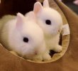 世界上最小的兔子，荷兰侏儒兔体重仅1千克（小到捧手心）