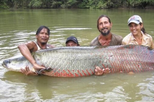世界上最大的淡水鱼，巨型黄貂鱼重达0.36吨（八个壮士才能抬起）