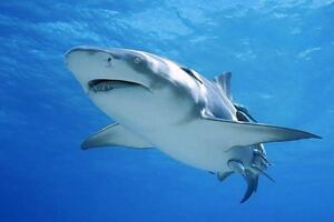 世界上最大鲨鱼排行榜,巨齿鲨碾压大白鲨(20.8米/70吨)