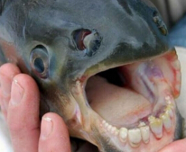 世界上最奇葩的鱼，人齿鱼专吃男性睾丸（睾丸杀手）