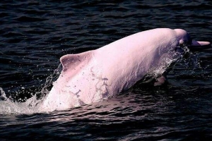 世界上最大的的淡水海豚：粉红瓶鼻海豚灭绝了吗？（长3米）