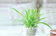 十个防辐射最好的绿色植物，新家装修必看