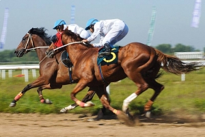 马的奔跑时速是多少?时速高达50公里