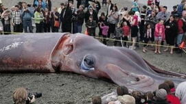 世界上最大的鱿鱼：巨型鱿鱼重达900斤