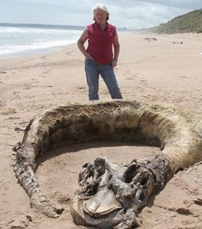 盘点那些惊现在海滩的奇怪生物 奇异 第6张