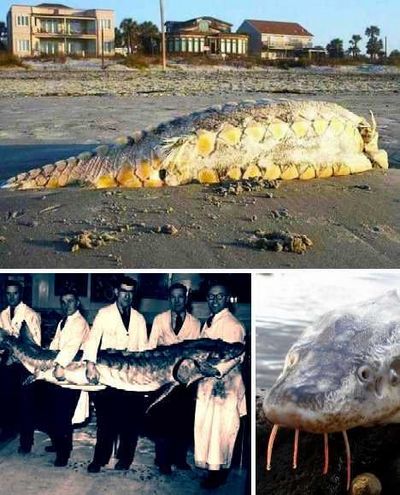 盘点那些惊现在海滩的奇怪生物 奇异 第9张