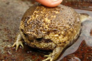 世界上最可爱的青蛙,散疣短头蛙圆滚滚惹人爱（馒头蛙）