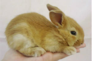 世界上最萌的兔子,公主兔（长得漂亮又重情义）