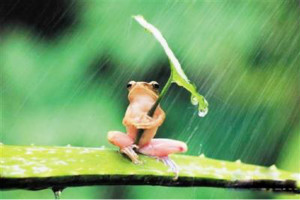 世界上最小清新的青蛙,打伞树蛙(后被证实为摆拍)