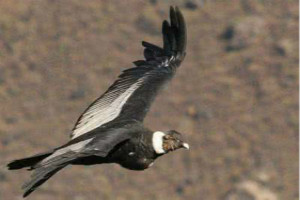 世界上最大的猛禽，安第斯神鹫(安第斯文明之魂)