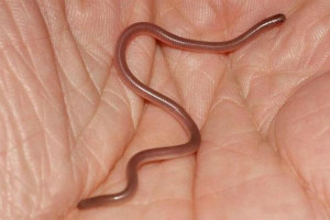 世界上最小的蛇,钩盲蛇（常被误认为是蚯蚓）