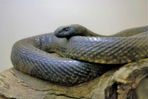 世界上十大最毒的蛇排行榜,细鳞太攀蛇一口毒死20万只老鼠