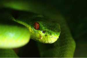 广东十大毒蛇排名,竹叶青是最致命的毒蛇（最美的最致命）