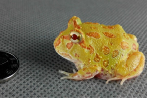 世界上最漂亮的青蛙,南瓜角蛙看起来像个小南瓜（白化后的钟角蛙）