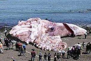 世界上最大的乌贼图片，大王乌贼长80米重达50吨（常与鲸鱼搏斗）
