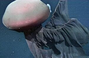 深海最恐怖的生物：冥河水母极像摄魂怪(体长可达11米)