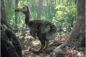 最著名的已灭绝动物：渡渡鸟，从被发现到灭绝仅用70年