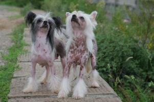 世界上最丑的狗品种：中国冠毛犬，常年包揽世界最丑犬冠军