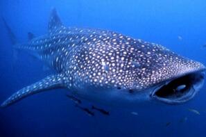 世界上最大的鲨鱼，鲸鲨体长可达20米体重25吨(掀翻无数游艇)