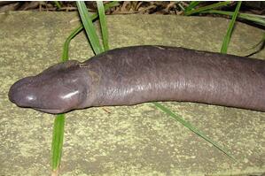 世界上最丑的蛇：巴西盲蛇形似男性生殖器(图片恶心慎入)