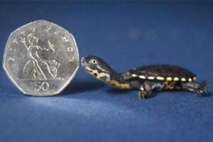 世界上最小的乌龟：罗蒂岛蛇颈龟仅有硬币大小(体长2厘米)