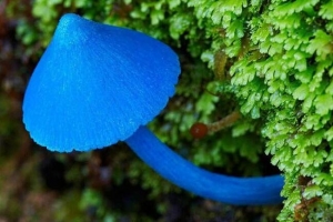 2017年新发现：勐宋粉褶菌 网友：真·蓝瘦香菇！