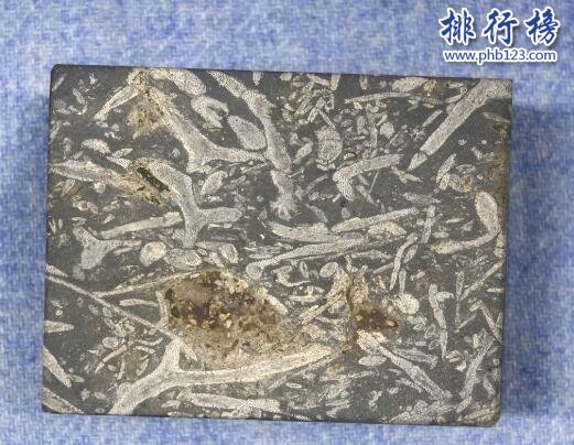 奥陶纪十大恐怖生物 揭秘奥陶纪生物大灭绝原因