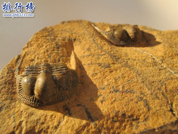 奥陶纪十大恐怖生物 揭秘奥陶纪生物大灭绝原因