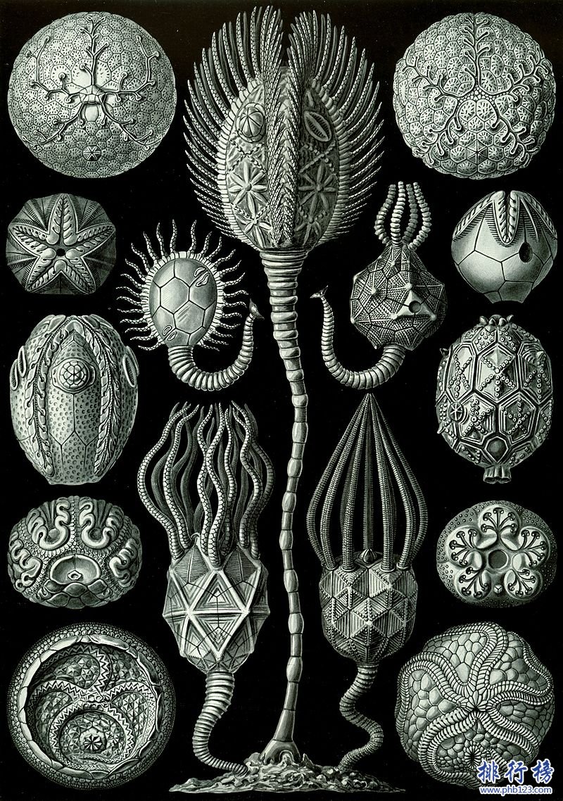 奥陶纪十大恐怖生物 揭秘奥陶纪生物大灭绝原因