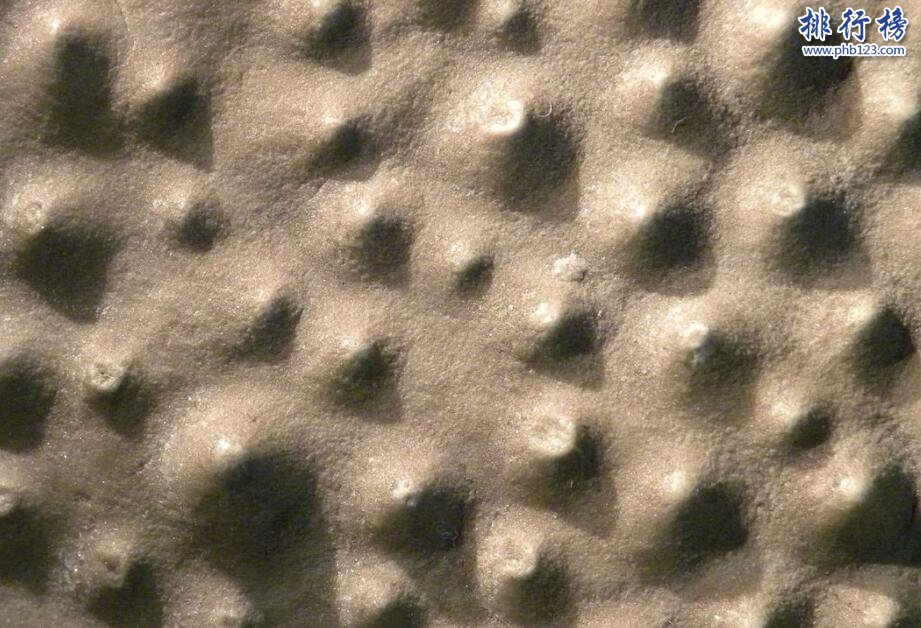 奥陶纪十大恐怖生物 揭秘奥陶纪生物大灭绝原因