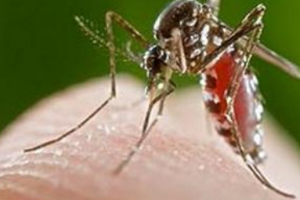 世界最大的蚊子吃人：非洲蚊子咬死近40人（毒性似瘟疫）