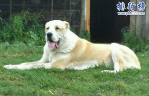 世界凶犬十大排名：中国藏獒名列第一堪称猛犬霸主