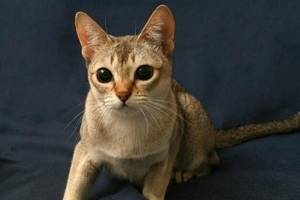 哪种猫咪最萌最可爱？世界十大最可爱猫咪排行榜