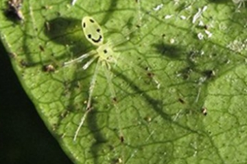 世界十大奇怪蜘蛛，腹部有笑脸的蜘蛛你见过吗
