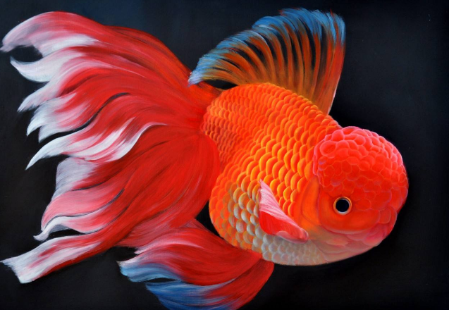 冷水魚觀賞魚排行榜，適合新手養(yǎng)的冷水觀賞魚